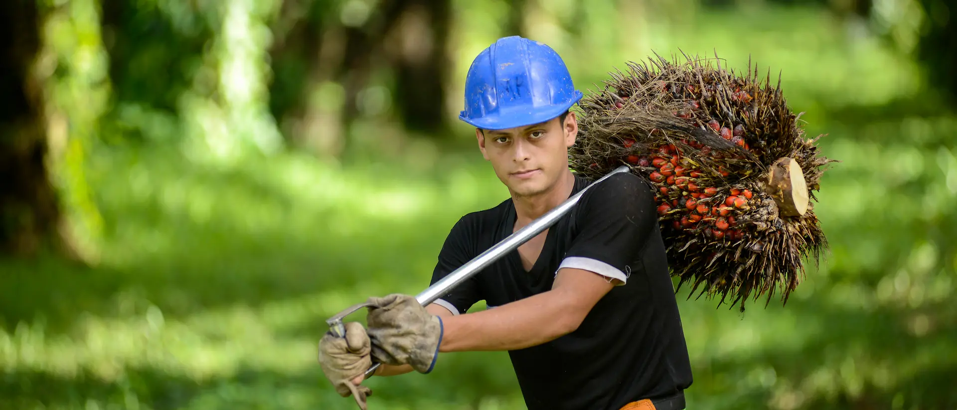 Arbeider die een blauwe helm draagt en palmvruchten draagt op een palmplantage