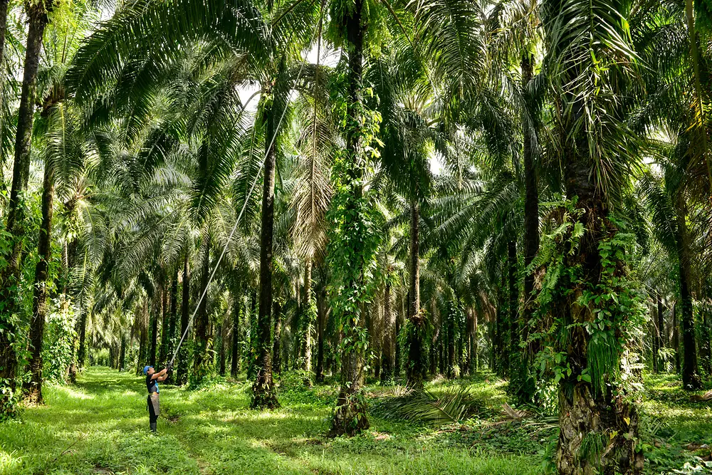 Palmboom plantage