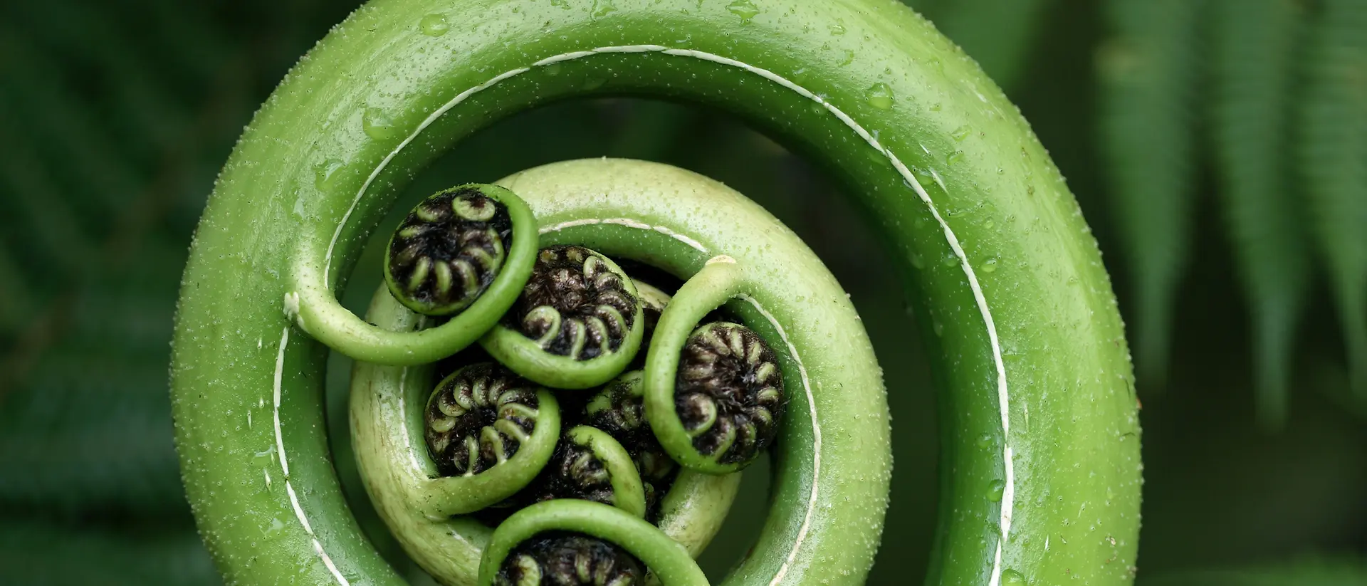 Een close-up van een zich ontvouwend groen varenblad, in de vorm van een spiraal met kleine opgerolde blaadjes in het midden, omringd door weelderig groene varenbladeren.