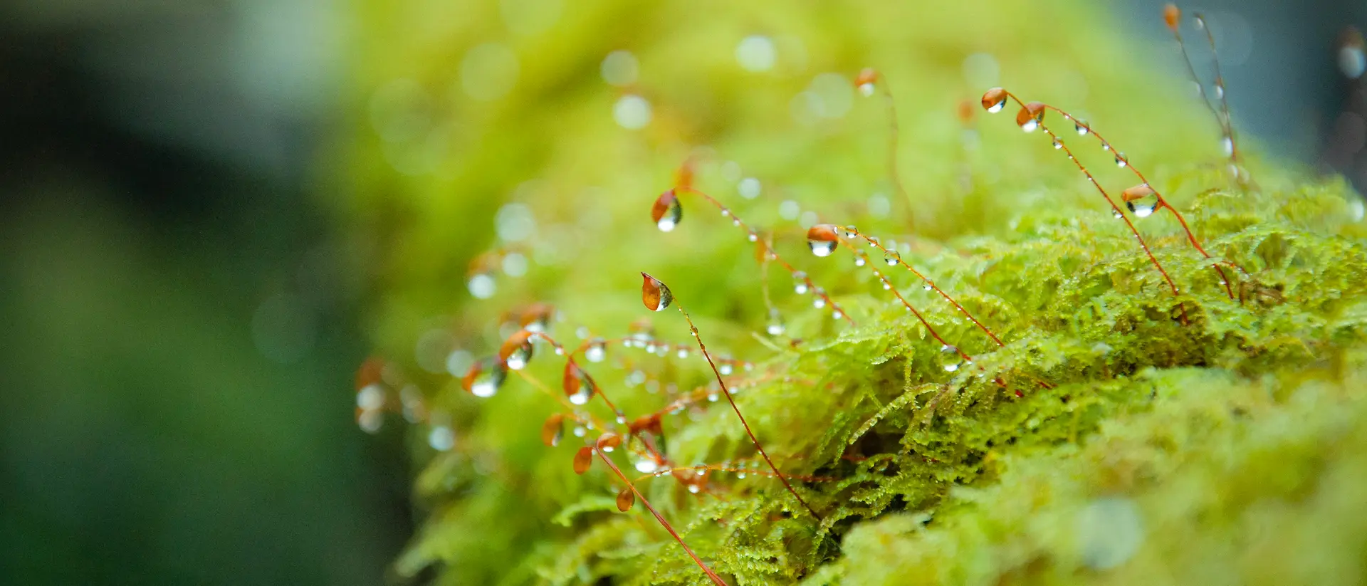 Een close-up van helder groen mos met delicate, dunne rode steeltjes die eruit komen, elk met kleine waterdruppeltjes. De achtergrond is lichtjes geblurd, wat de textuur en het vocht op het mos benadrukt.