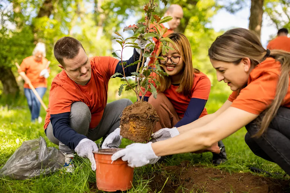 Verschillende mensen buiten aan het werk bij het planten van een jonge boom op een zonovergoten grasveld in een park.