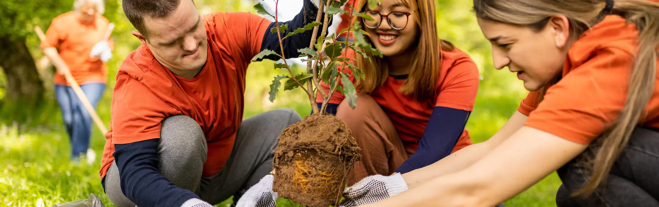 Verschillende mensen buiten aan het werk bij het planten van een jonge boom op een zonovergoten grasveld in een park.